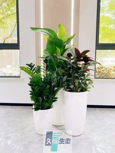 长丰写字楼办公室公共区域走道绿植租摆高中低搭配