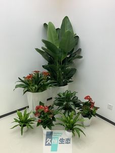 长丰办公室花卉绿植租摆简约组合